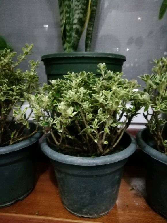 为什么六月雪下山桩要喷磷酸二氢钾