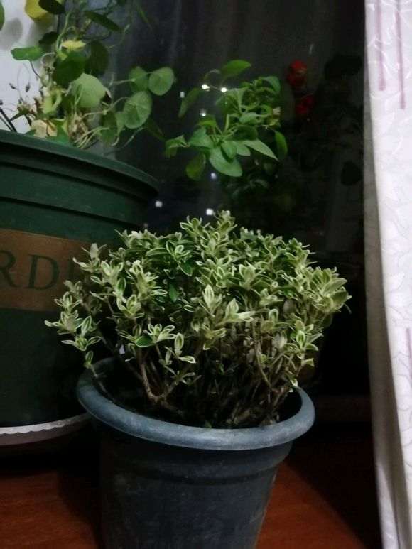 为什么六月雪下山桩要喷磷酸二氢钾