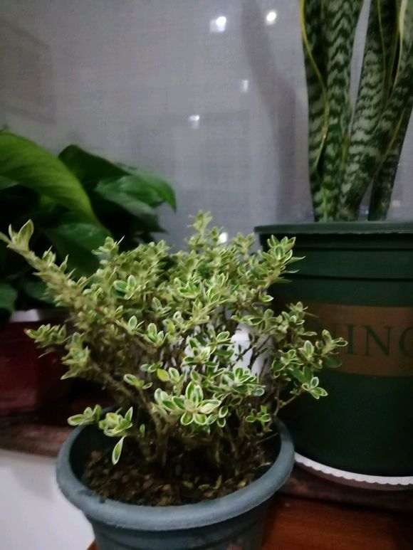 为什么六月雪下山桩要喷磷酸二氢钾