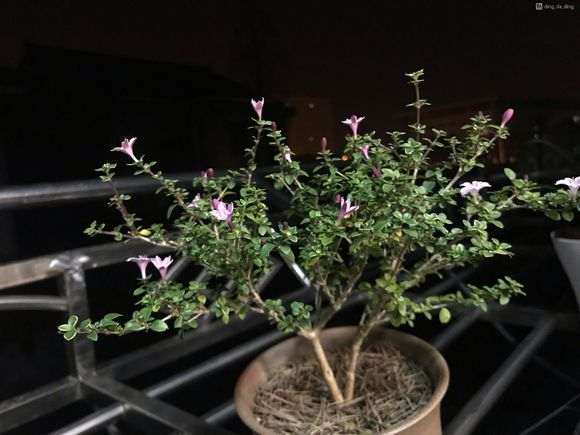 为什么六月雪下山桩要喷磷酸二氢钾