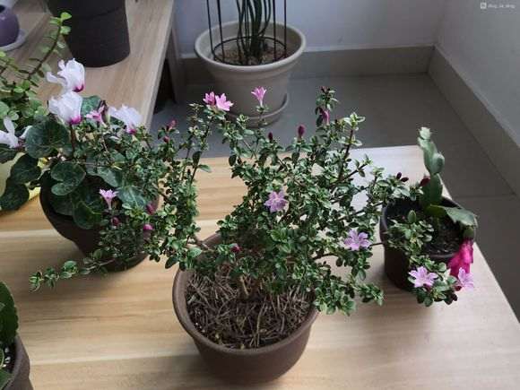 为什么六月雪下山桩要喷磷酸二氢钾