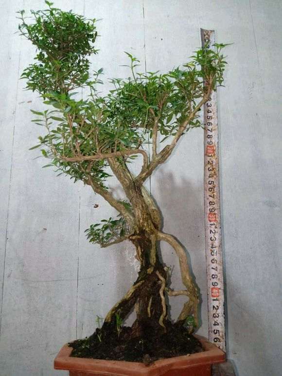 六月雪下山桩能长多大 谁知道 图片