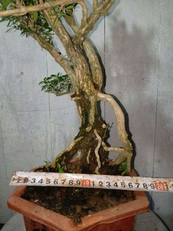 六月雪下山桩能长多大 谁知道 图片