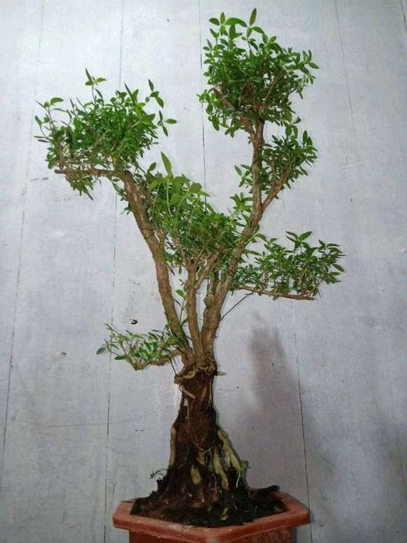 六月雪下山桩能长多大 谁知道 图片