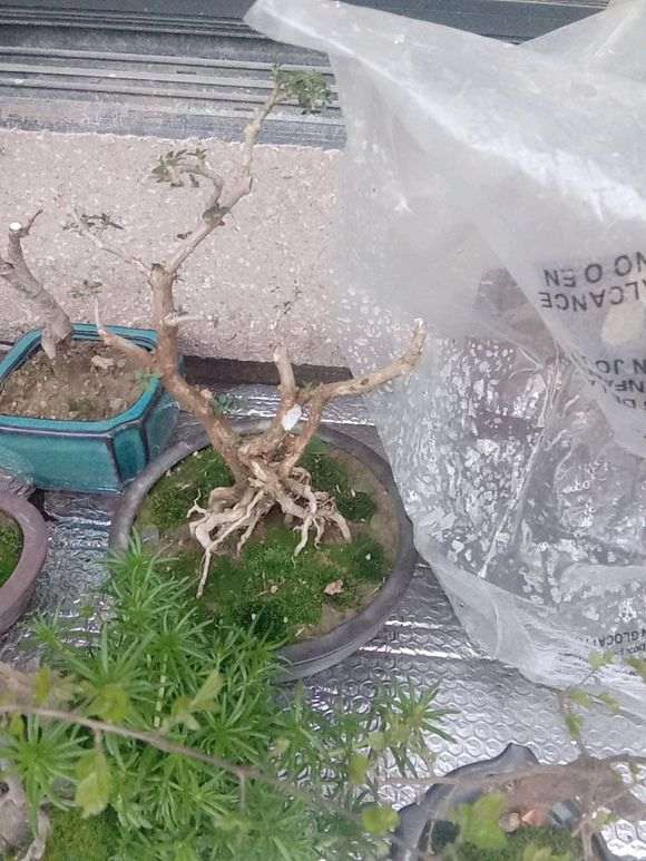 为什么六月雪下山桩从未开花 图片