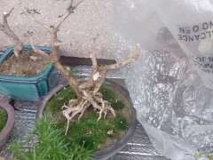 为什么六月雪下山桩从未开花 图片