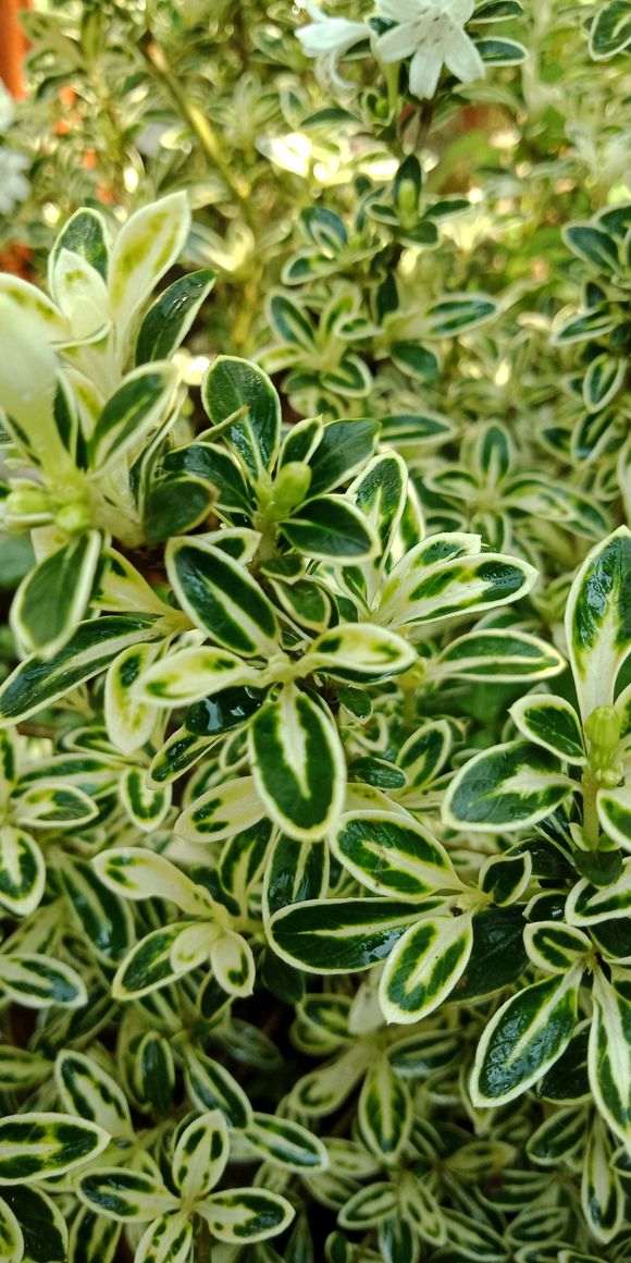 扦插了几种六月雪下山桩 怎么样 图片