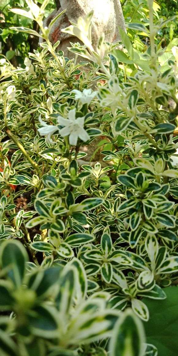 扦插了几种六月雪下山桩 怎么样 图片