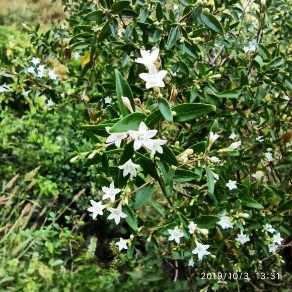 扦插了几种六月雪下山桩 怎么样 图片