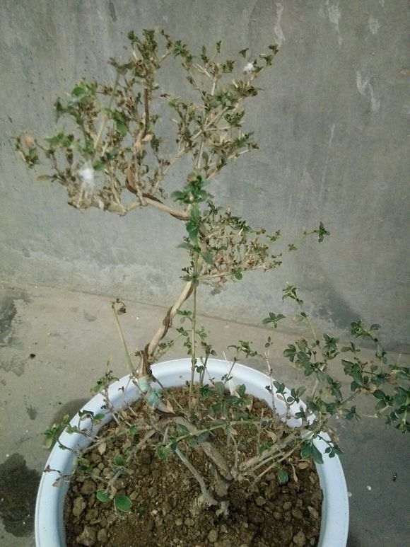 六月雪下山桩叶子都干枯了 怎么办 图片