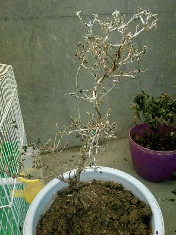 六月雪下山桩叶子都干枯了 怎么办 图片