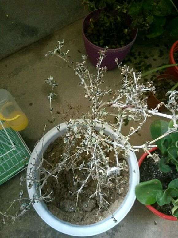 六月雪下山桩叶子都干枯了 怎么办 图片