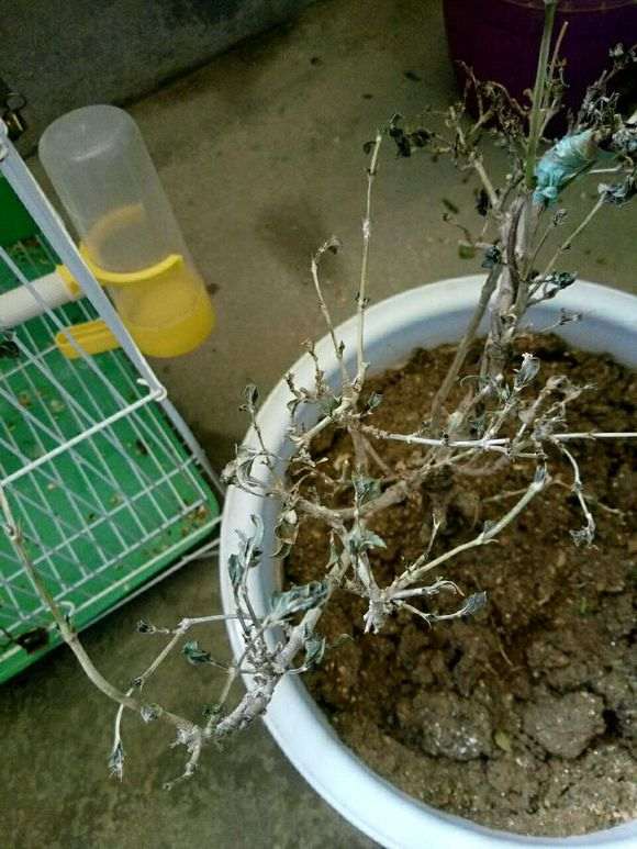 六月雪下山桩叶子都干枯了 怎么办 图片