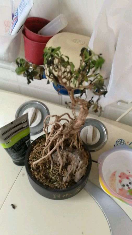 六月雪下山桩叶子都干枯了 怎么办 图片