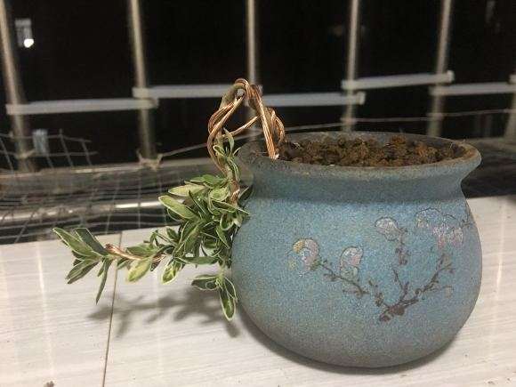 六月雪下山桩 我怕伤到根 怎么办 图片