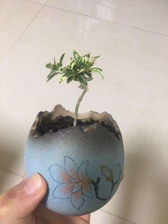 六月雪下山桩 我怕伤到根 怎么办 图片