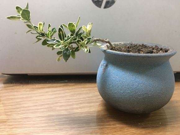 六月雪下山桩 我怕伤到根 怎么办 图片