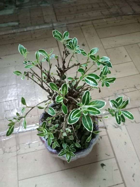 六月雪下山桩掉叶子 快秃了 怎么办 图片