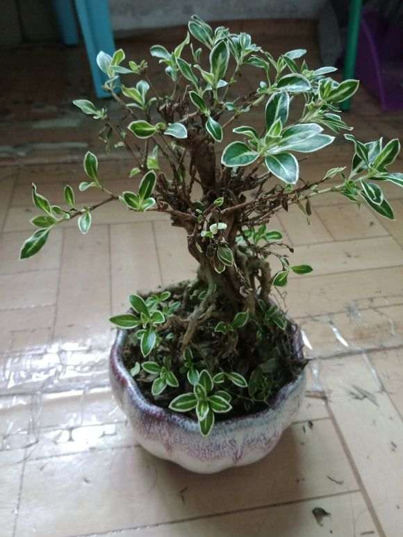 六月雪下山桩掉叶子 快秃了 怎么办 图片