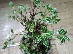 六月雪下山桩掉叶子 快秃了 怎么办 图片