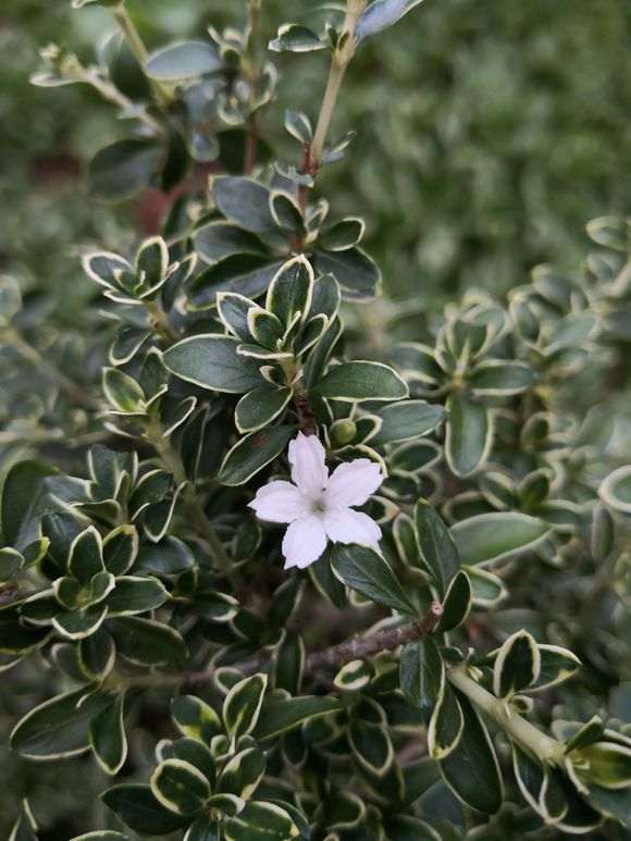 六月雪下山桩竟然开花了 怎么办 图片