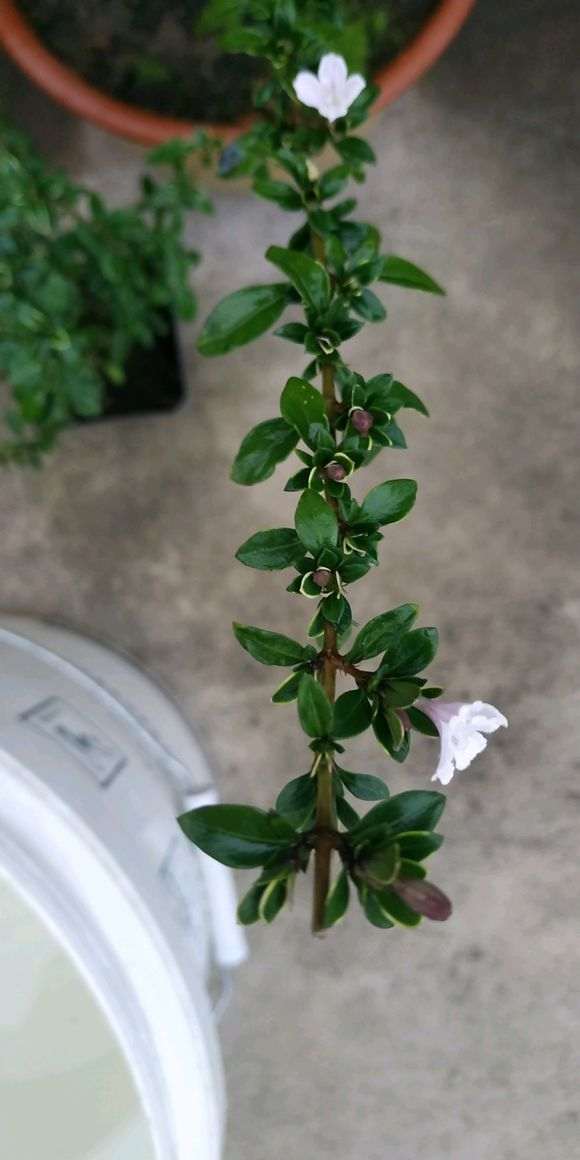 六月雪下山桩竟然开花了 怎么办 图片