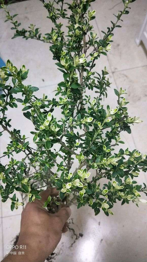 六月雪下山桩都有啥品种 怎么样 图片