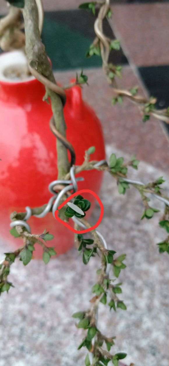 还有比这叶子更小的六月雪下山桩吗 图片