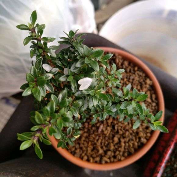 还有比这叶子更小的六月雪下山桩吗 图片