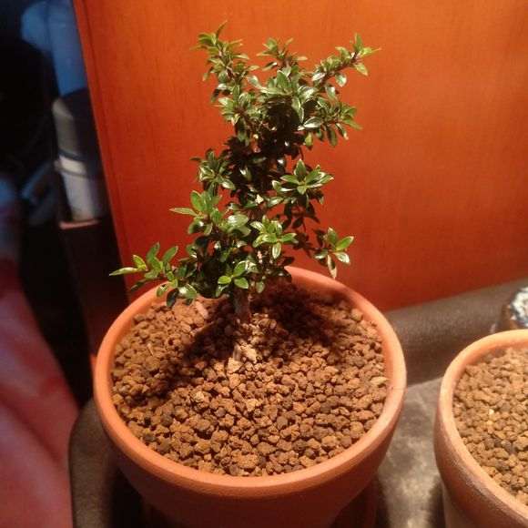 还有比这叶子更小的六月雪下山桩吗 图片