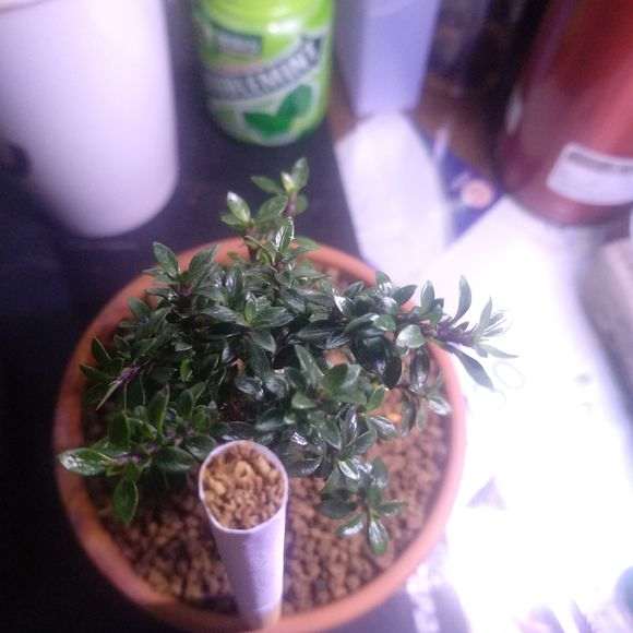 还有比这叶子更小的六月雪下山桩吗 图片