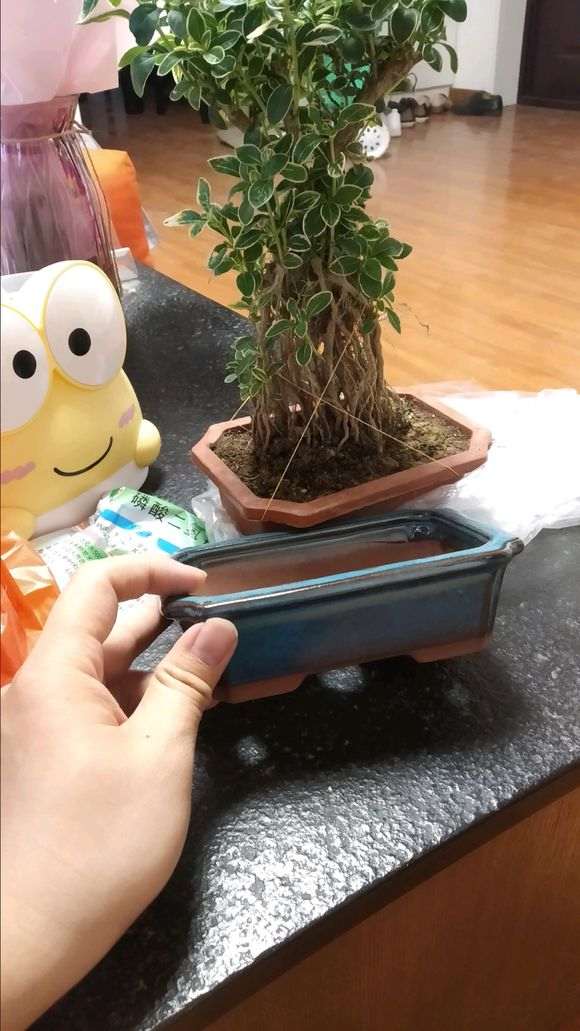 集市上买的六月雪下山桩可以吗 图片