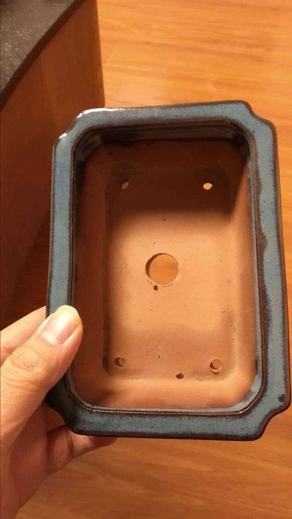 集市上买的六月雪下山桩可以吗 图片