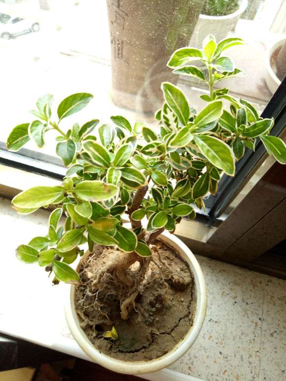 为什么六月雪下山桩黄叶 怎么办 图片