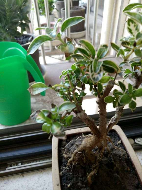 六月雪下山桩不停的掉叶子 怎么办 图片