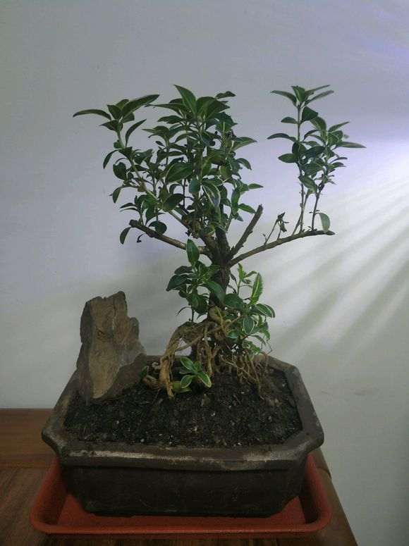 六月雪下山桩不停的掉叶子 怎么办 图片