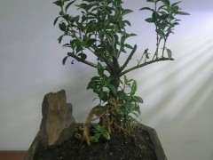 六月雪下山桩不停的掉叶子 怎么办 图片