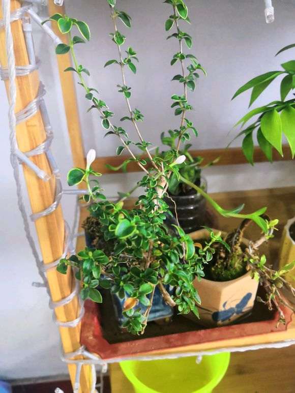 冬天开的六月雪下山桩 可以吗 图片