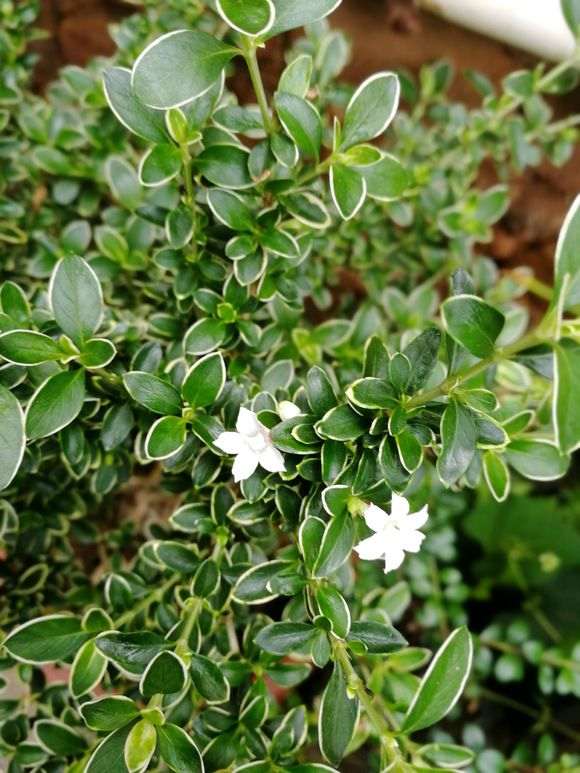 六月雪下山桩怎么是现在这时候开花