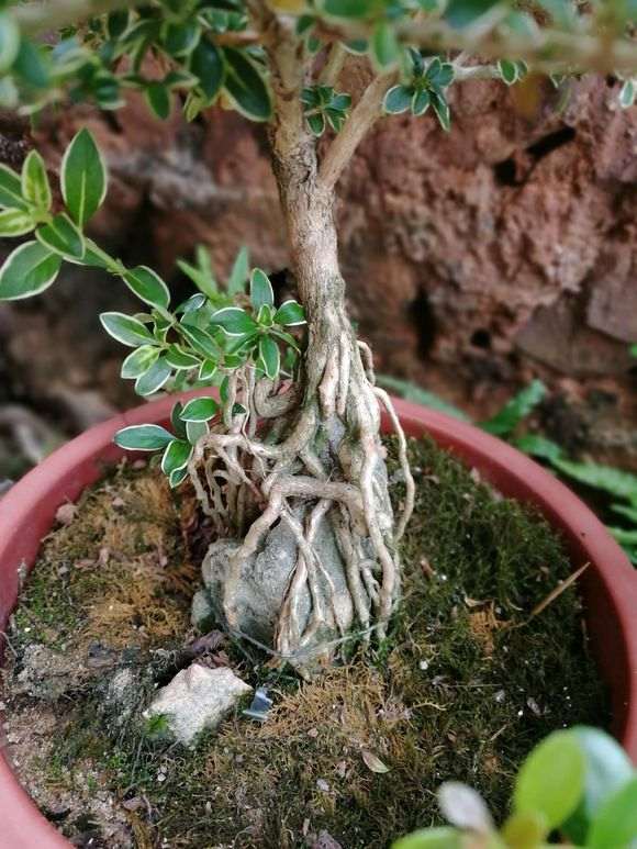 六月雪下山桩怎么是现在这时候开花