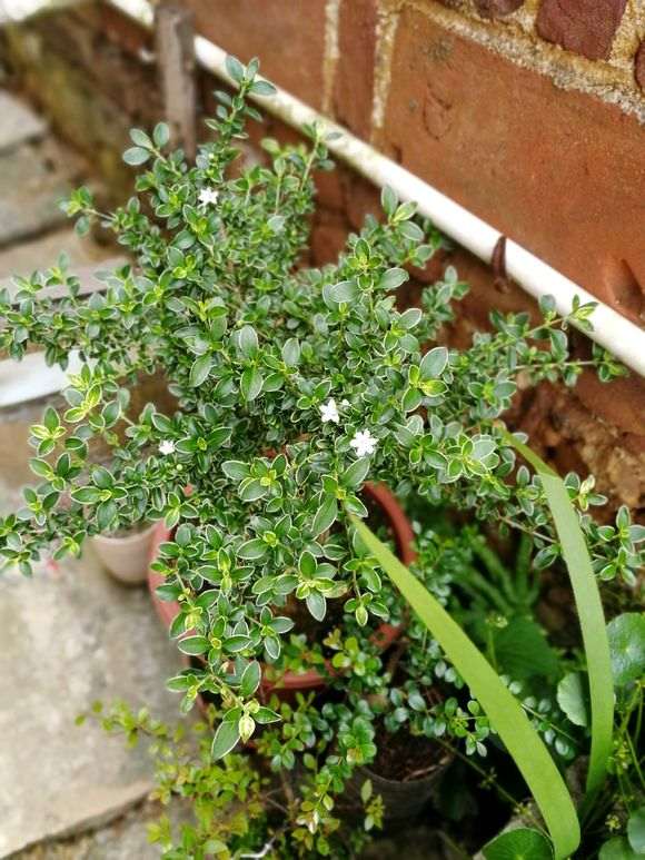 六月雪下山桩怎么是现在这时候开花