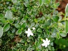 六月雪下山桩怎么是现在这时候开花