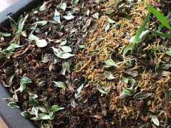 六月雪下山桩干枯掉叶子 怎么办 图片