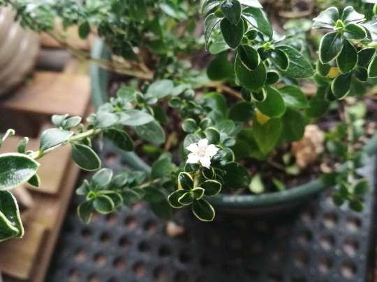 红花六月雪下山桩有点发白 怎么办 图片