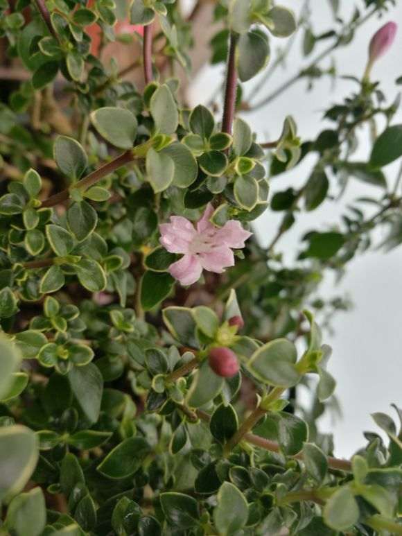 红花六月雪下山桩有点发白 怎么办 图片