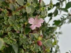 红花六月雪下山桩有点发白 怎么办 图片