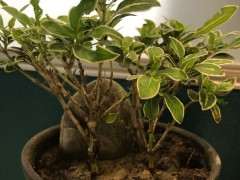 六月雪下山桩叶尖变黑干枯 怎么办 图片