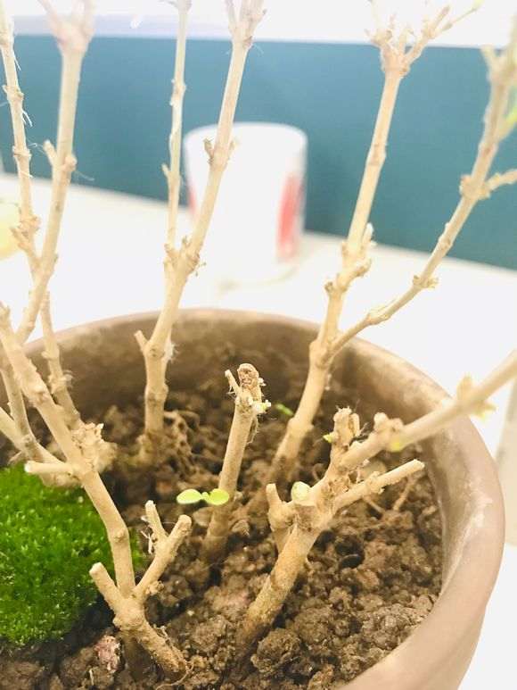 金边六月雪叶子干枯了 怎么办 图片