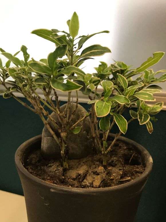 金边六月雪叶子干枯了 怎么办 图片