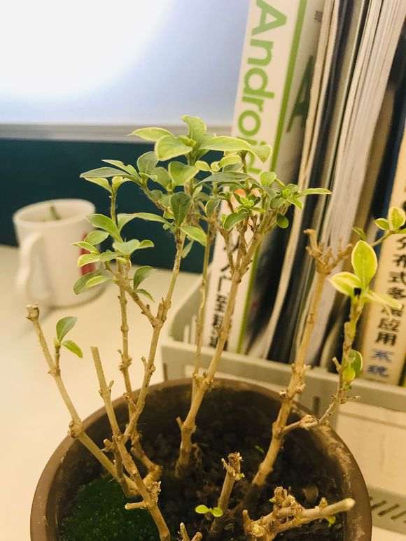 金边六月雪叶子干枯了 怎么办 图片